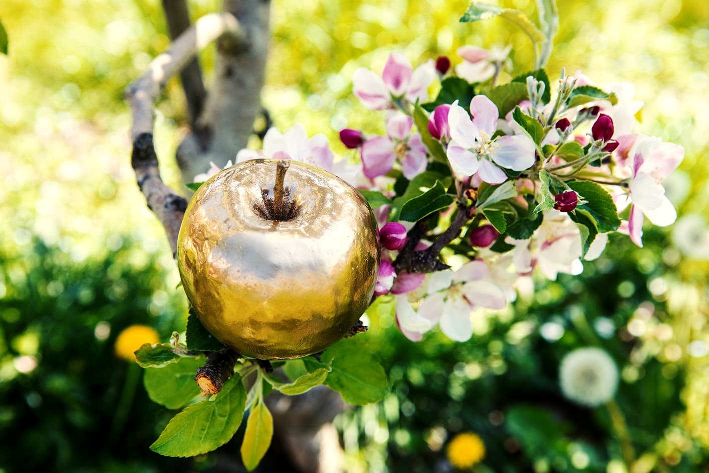 Hartreil+ goldener Apfel